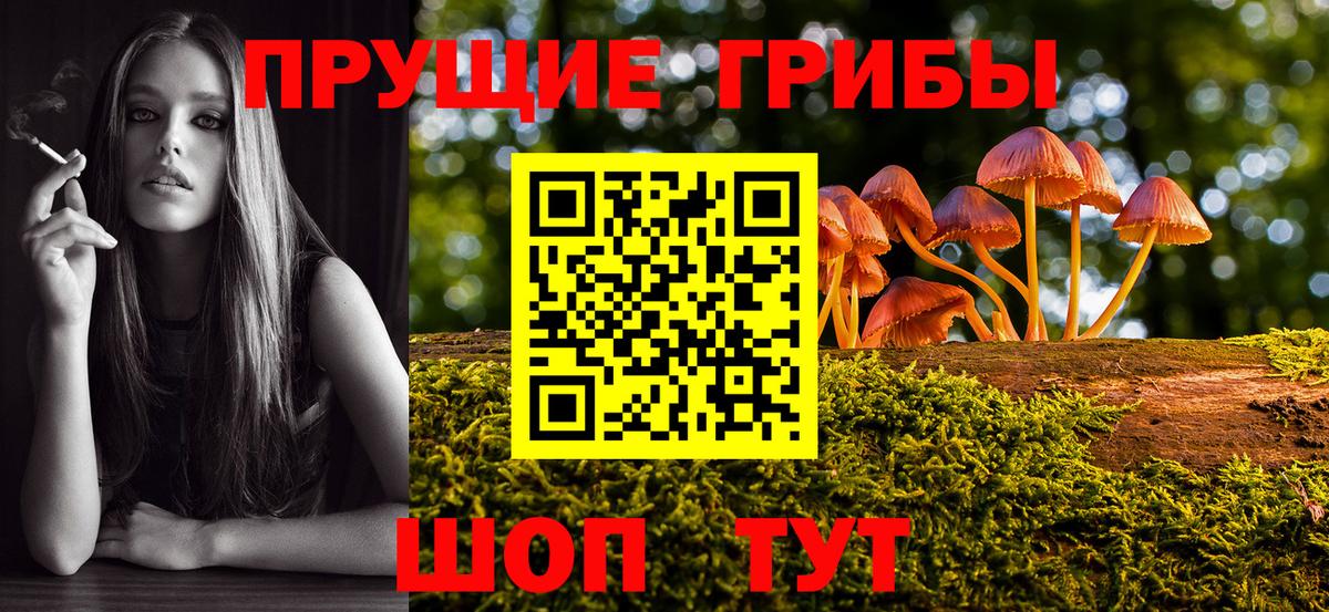 Саратов  Псилоцибиновые грибы Psilocybine cubensis  Вход с VPN 